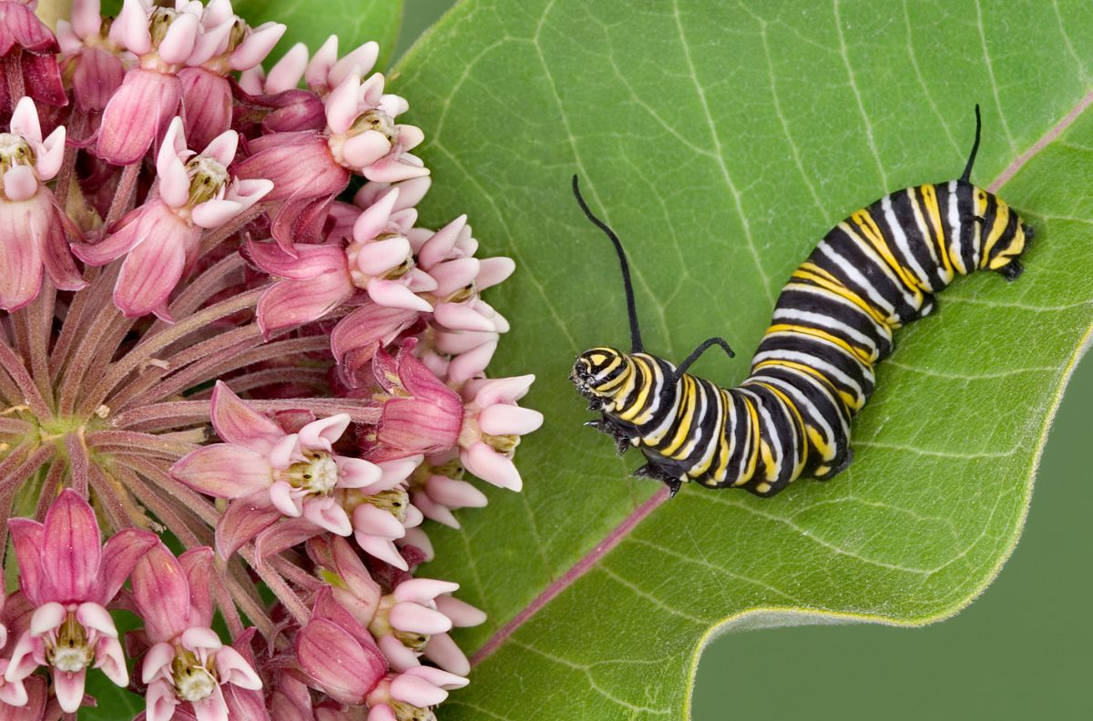 A monarch butterfly caterpillar investigating flowers