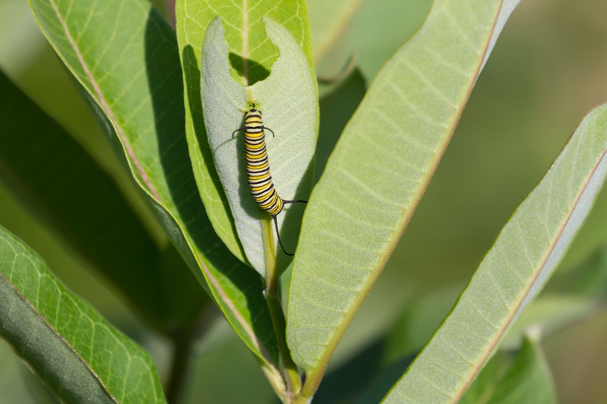 A monarch butterfly caterpillar on a milkweed leaf