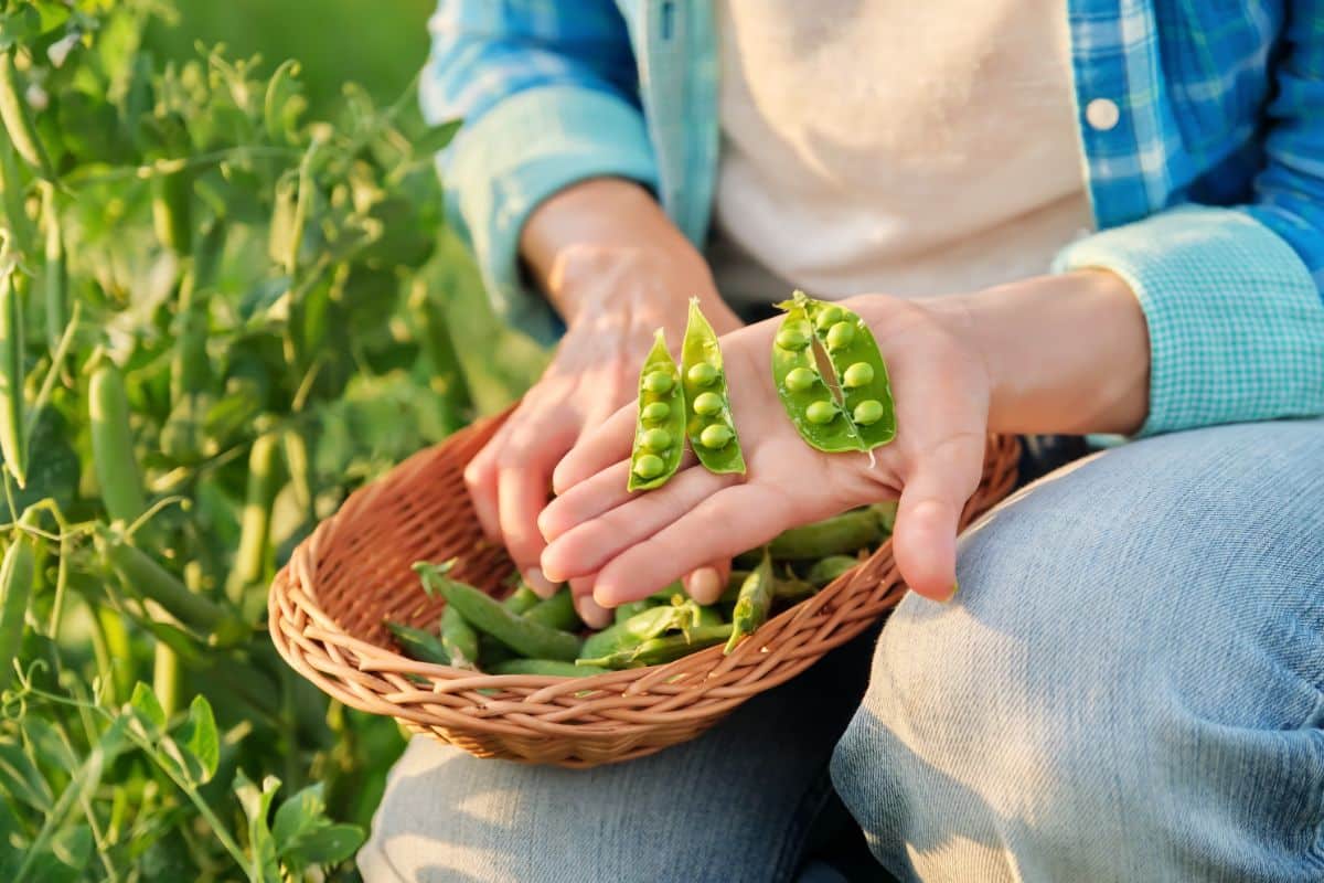 A gardener shelling fresh peas