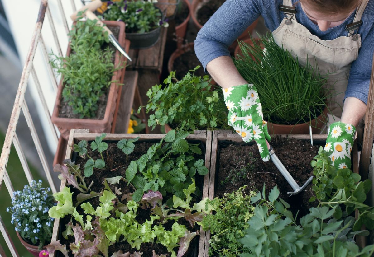 Vegetables growing in boxes on a porch