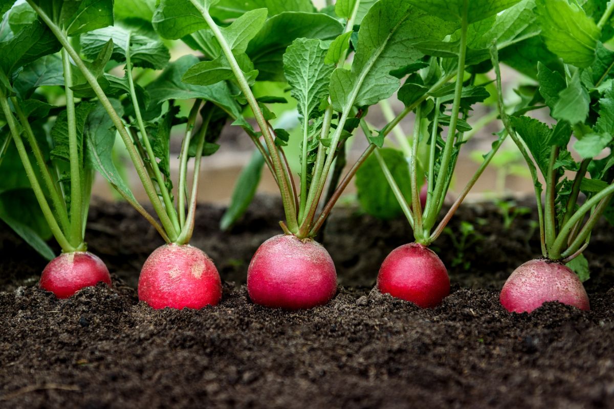 Radishes, an ideal crop for succession planting