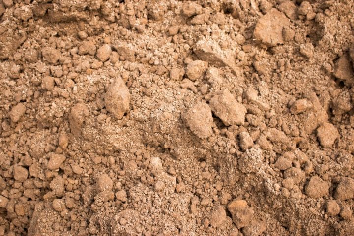 21 Best Flowers to Grow in Sandy Soil - Gardening