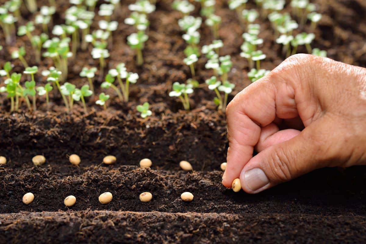 A gardener planting seeds in succession for staggered harvests