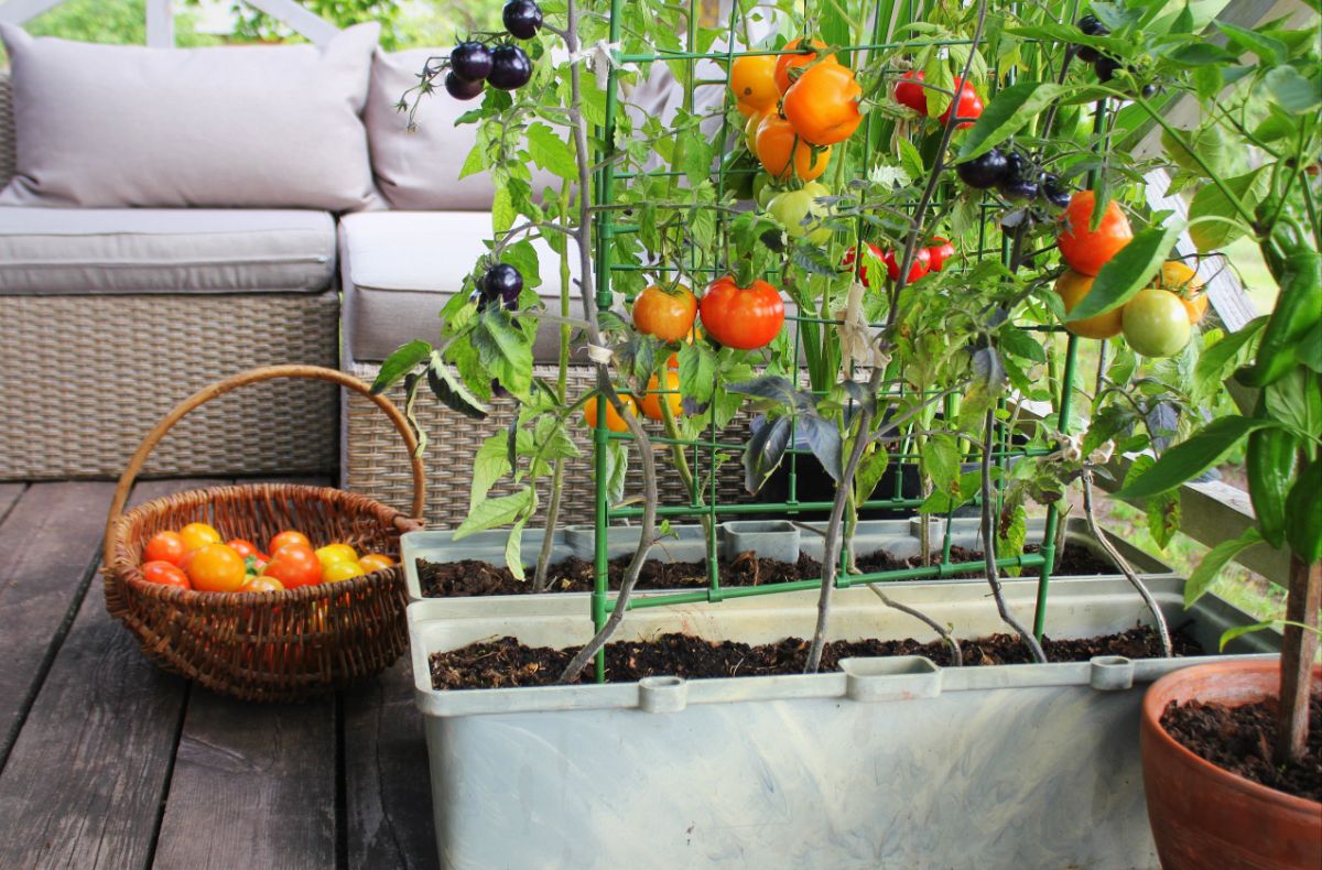 Tomatoes growing in containers on a porch