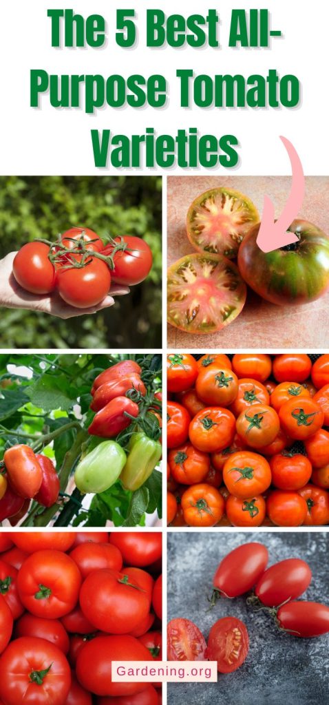 The 5 Best All-Purpose Tomato Varieties pinterest image.