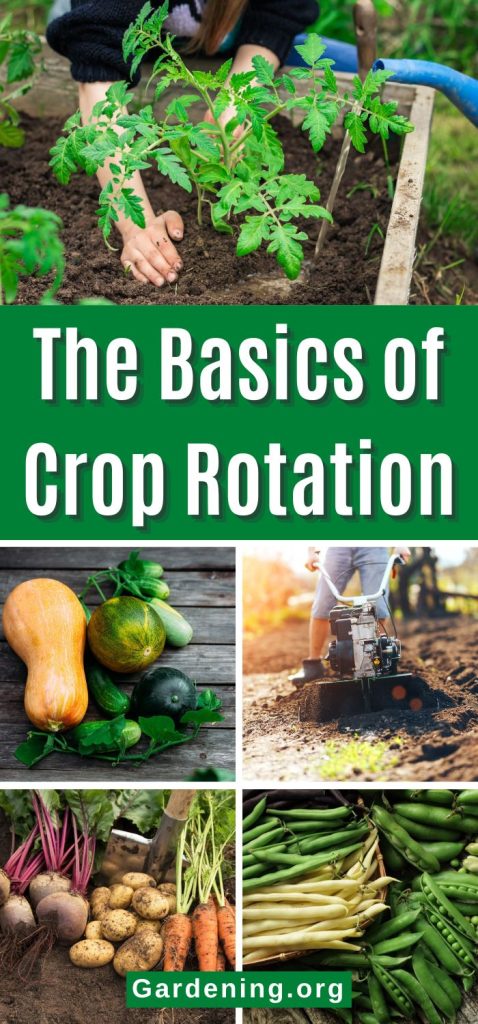 The Basics of Crop Rotation pinterest image.