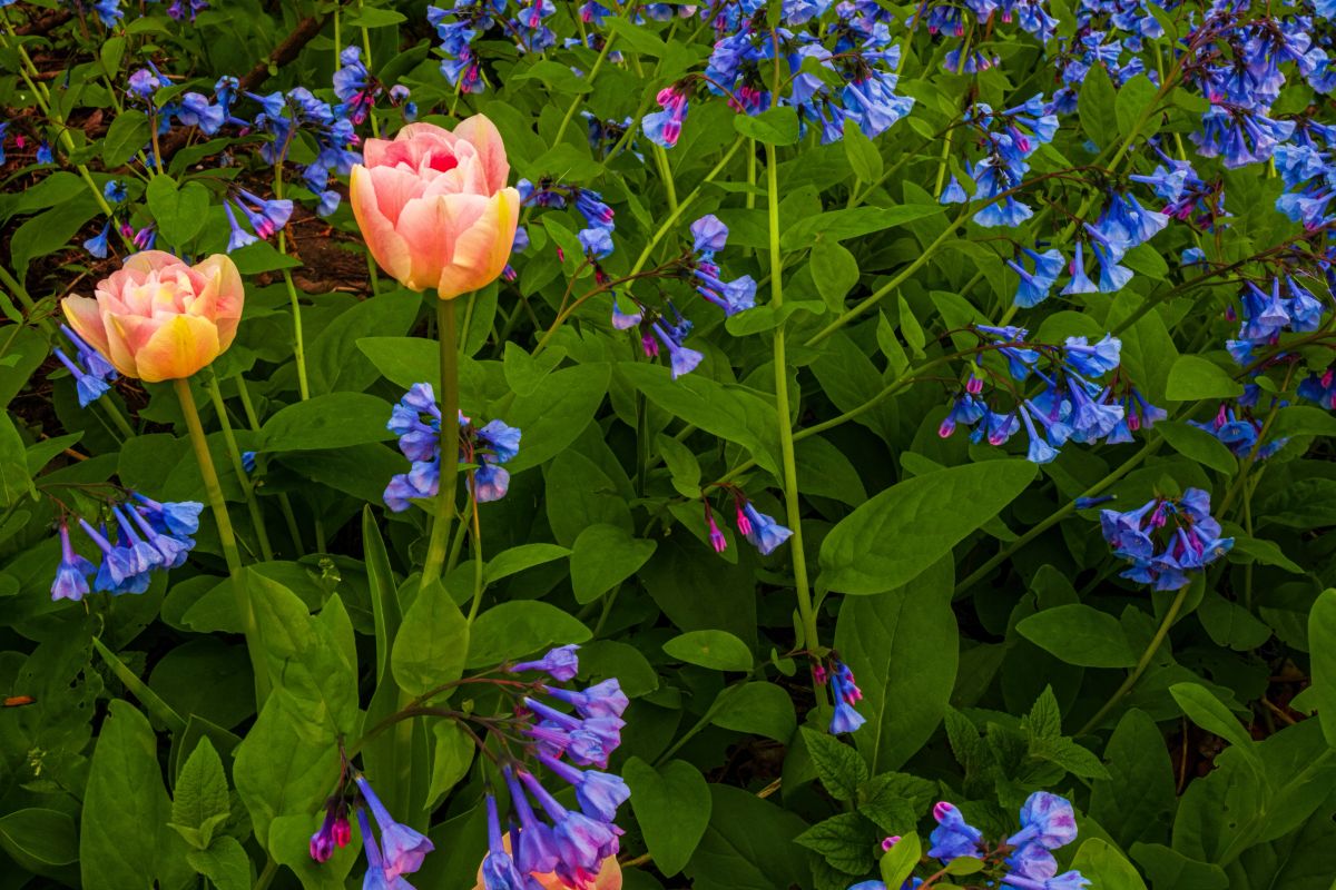 A mixed planting of spring ephemerals with tulips