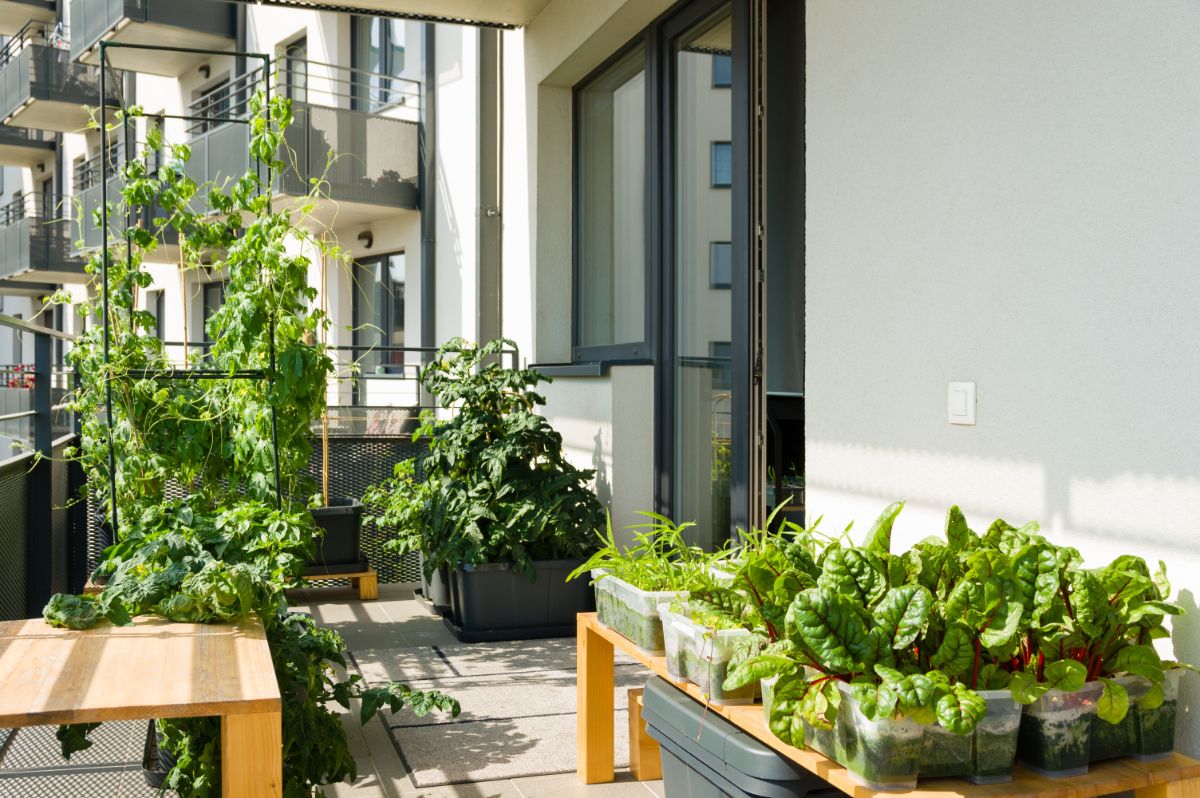 A large container garden of edible plants on a porch