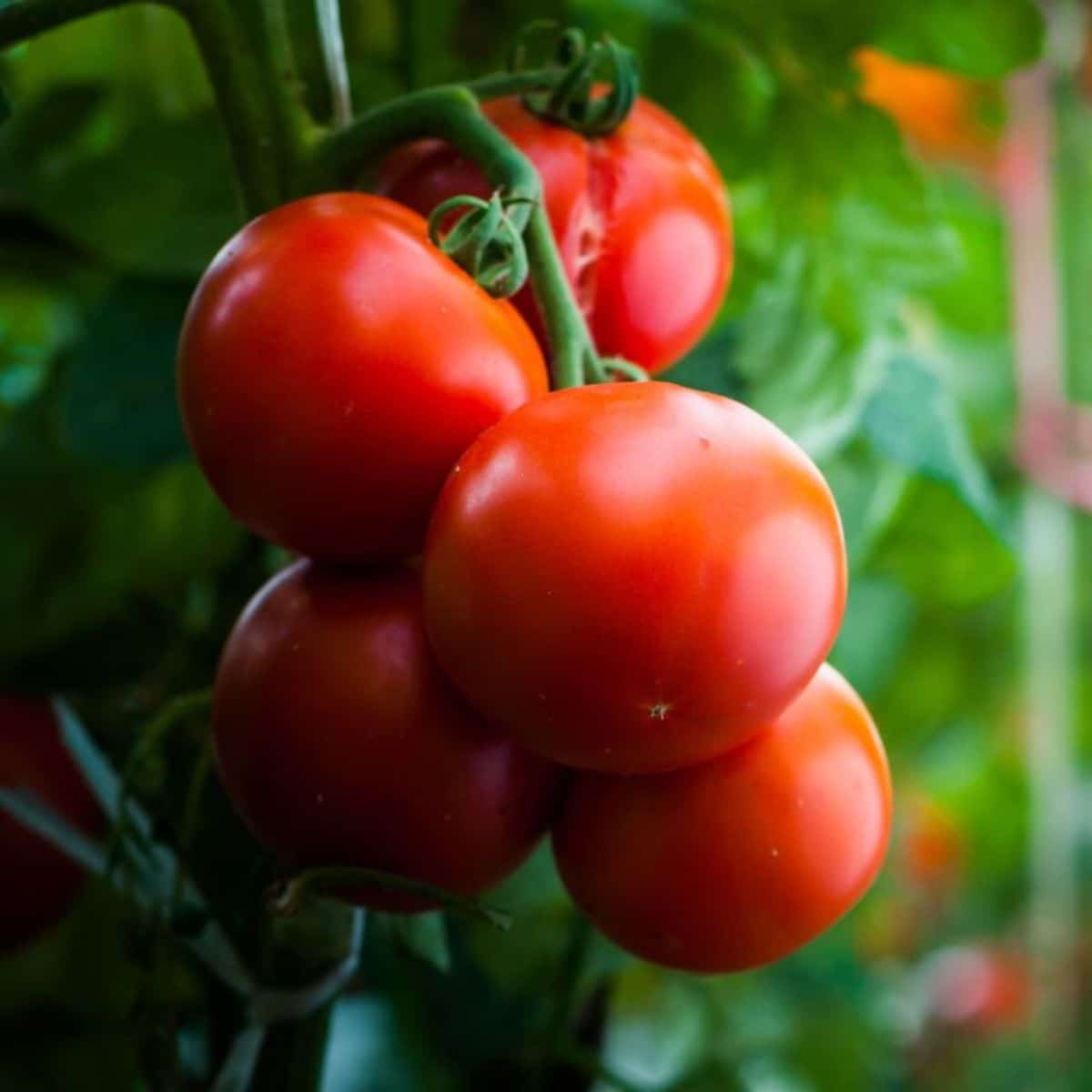 Determinate tomatoes ripening uniformly on the vine.
