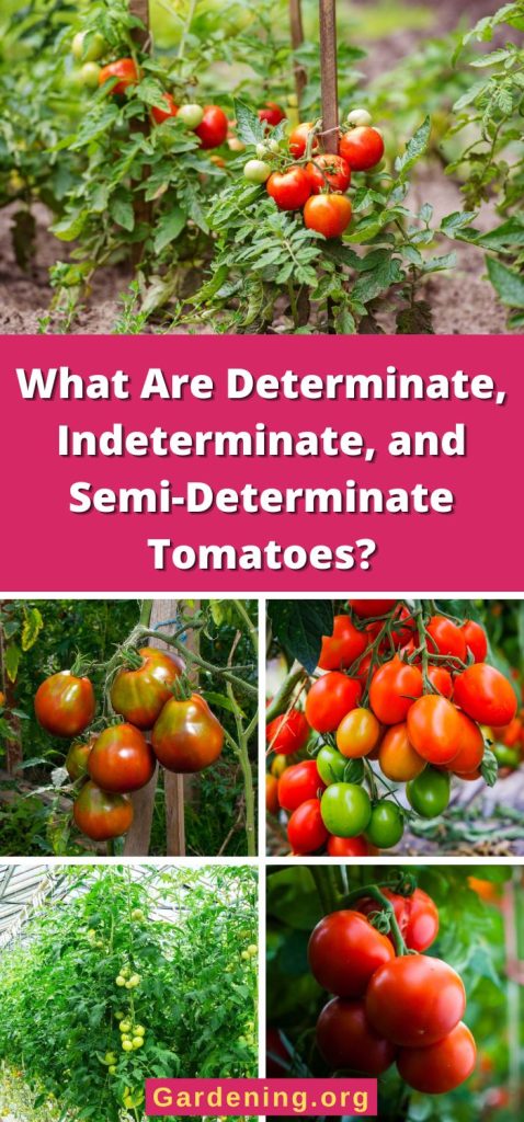 What Are Determinate, Indeterminate, and Semi-Determinate Tomatoes? pinterest image.