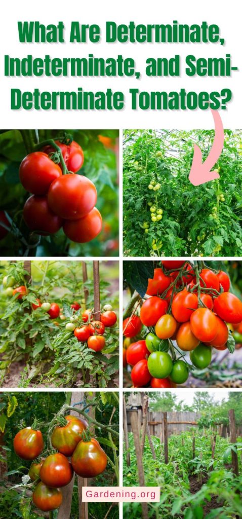 What Are Determinate, Indeterminate, and Semi-Determinate Tomatoes? pinterest image.