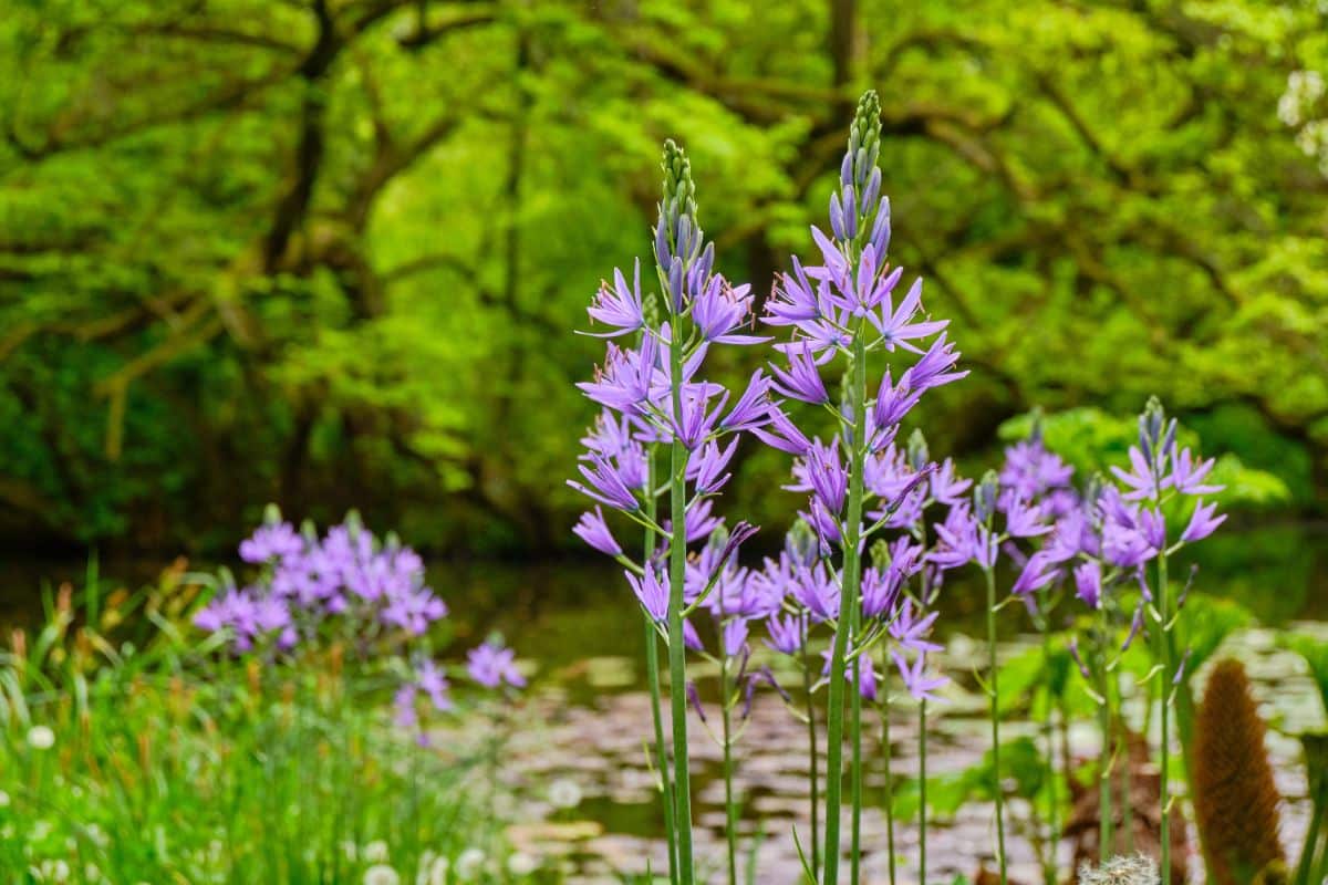 Spring ephemerals bloom purple in a marsh