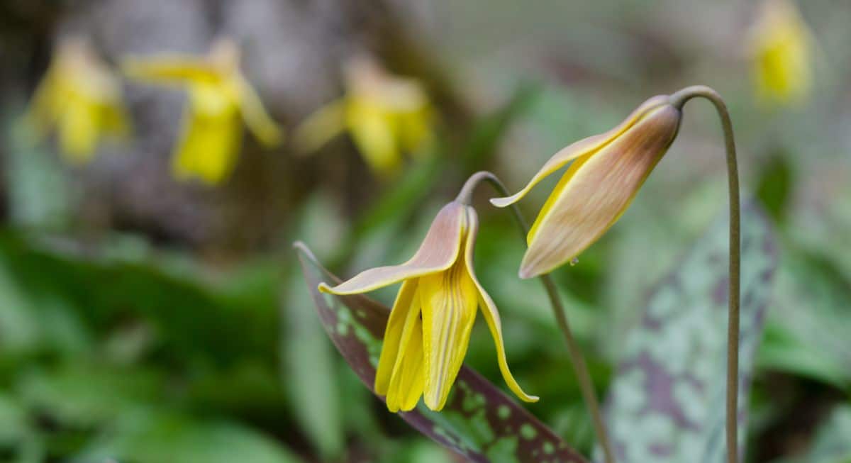 Spring ephemerals are native to woodland areas and emerge early in spring