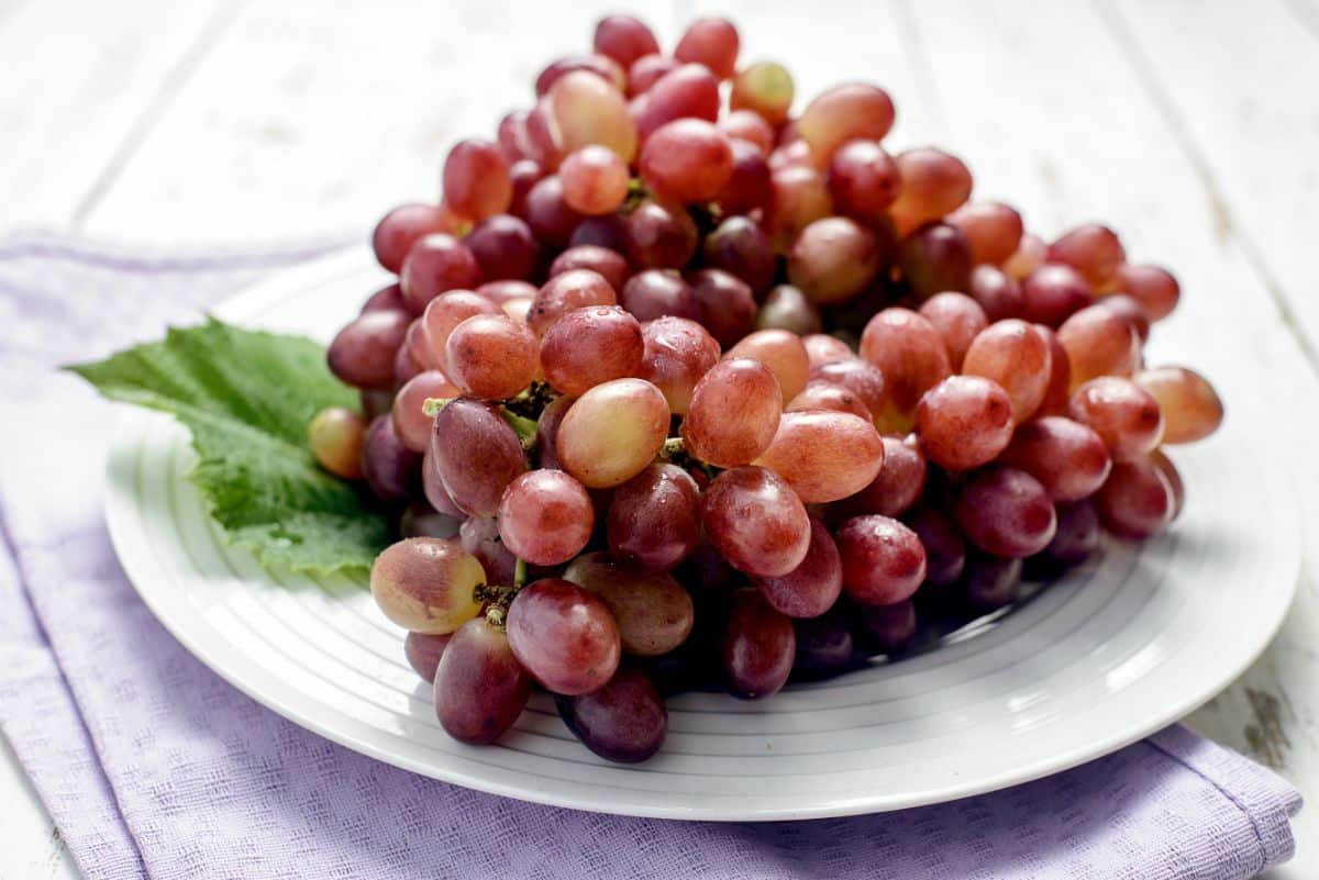 Crimson seedless table grapes