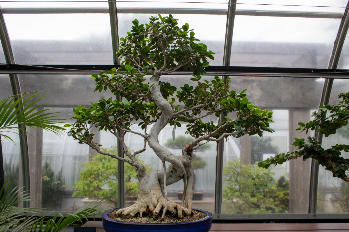 A well-cared for ficus bonsai