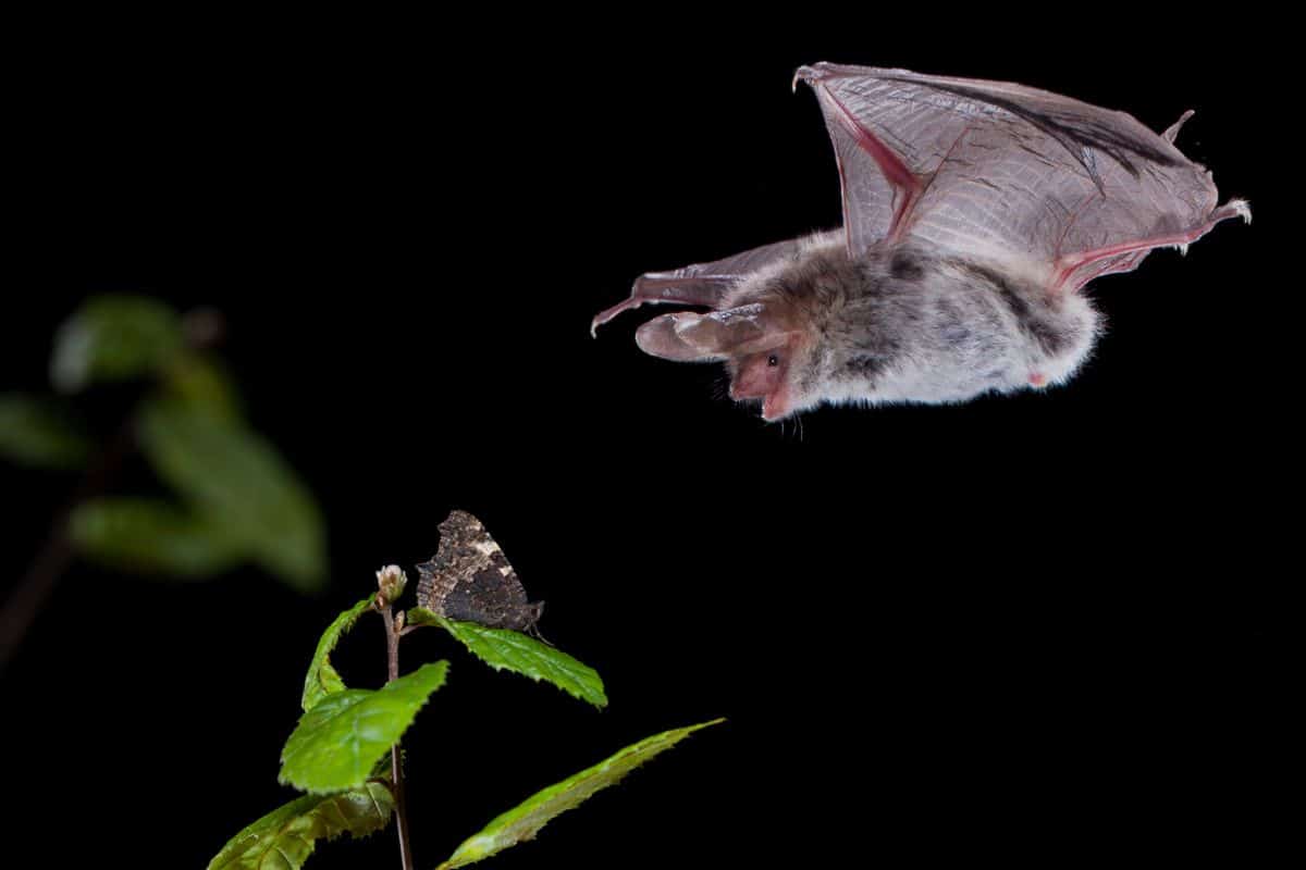 A bat dives toward a moth on a plant