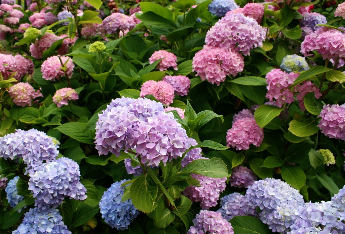 Bigleaf hydrangeas with blue to pink colored blooms