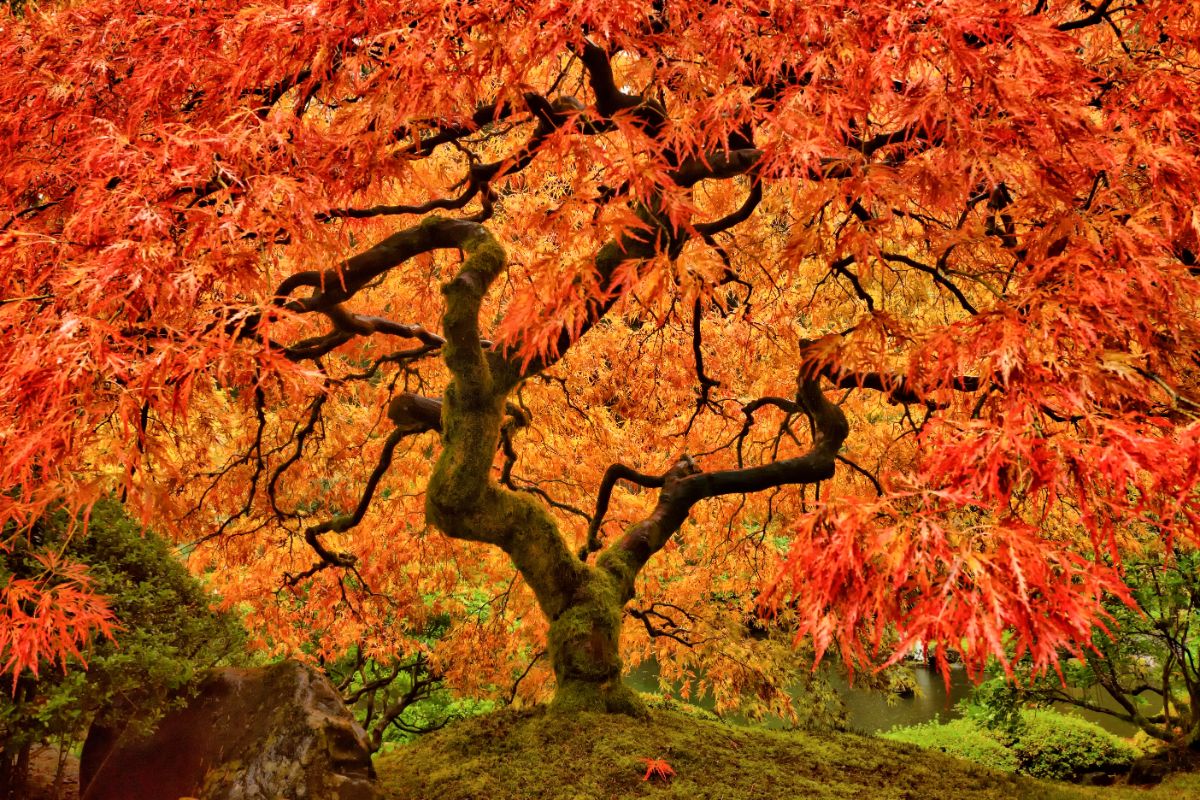 A Japanese maple with yellow-orange leaves