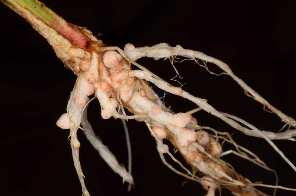 Knobby-looking roots on a legume plant