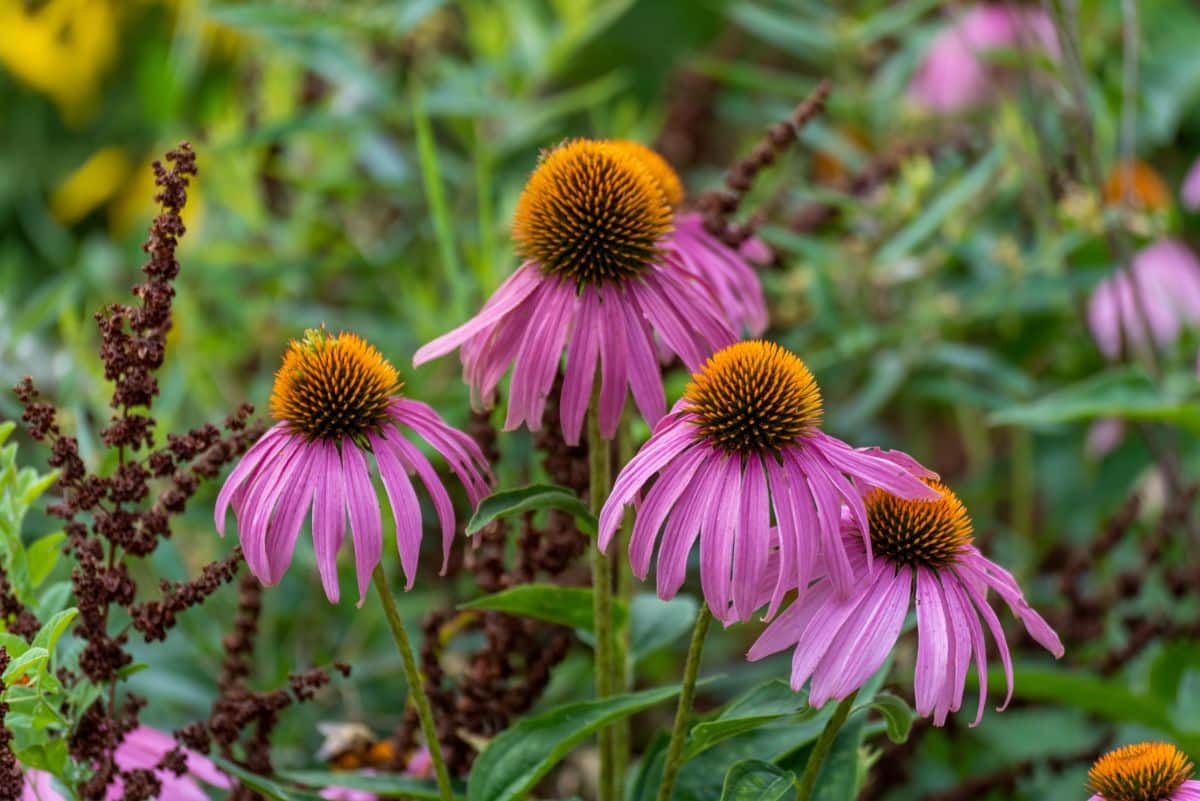 Native echinacea flowers