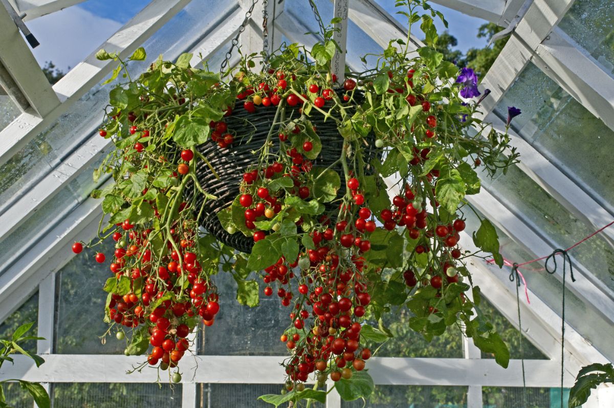 Cherry tomatoes growing in a hanging basket