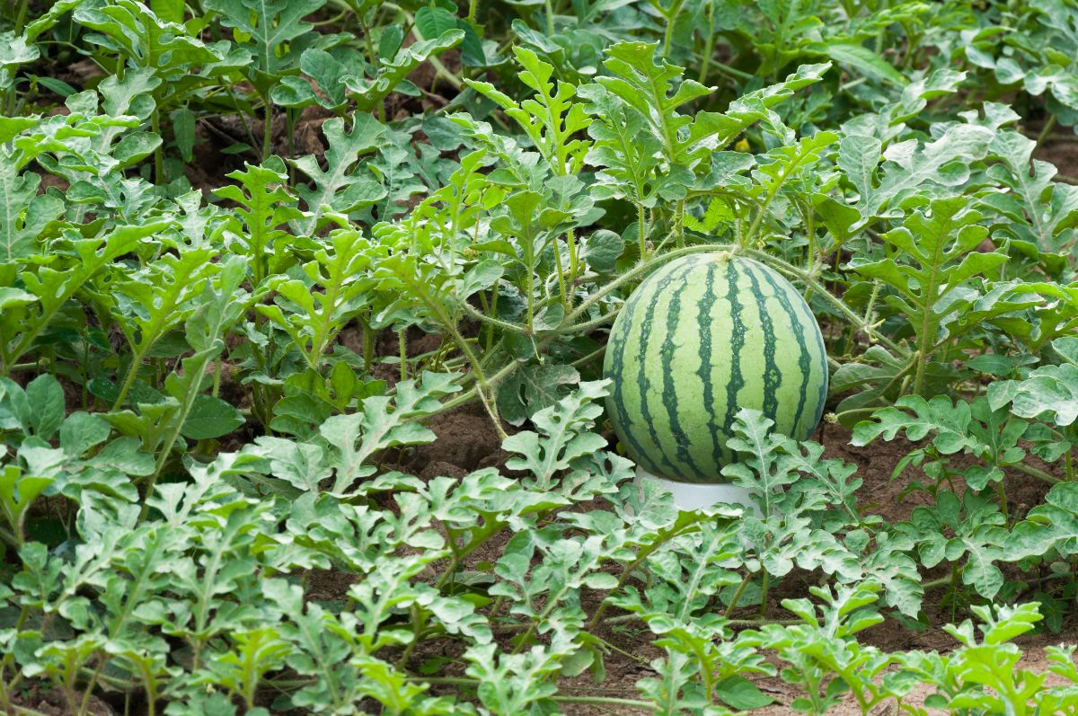 A nice watermelon growing in a patch