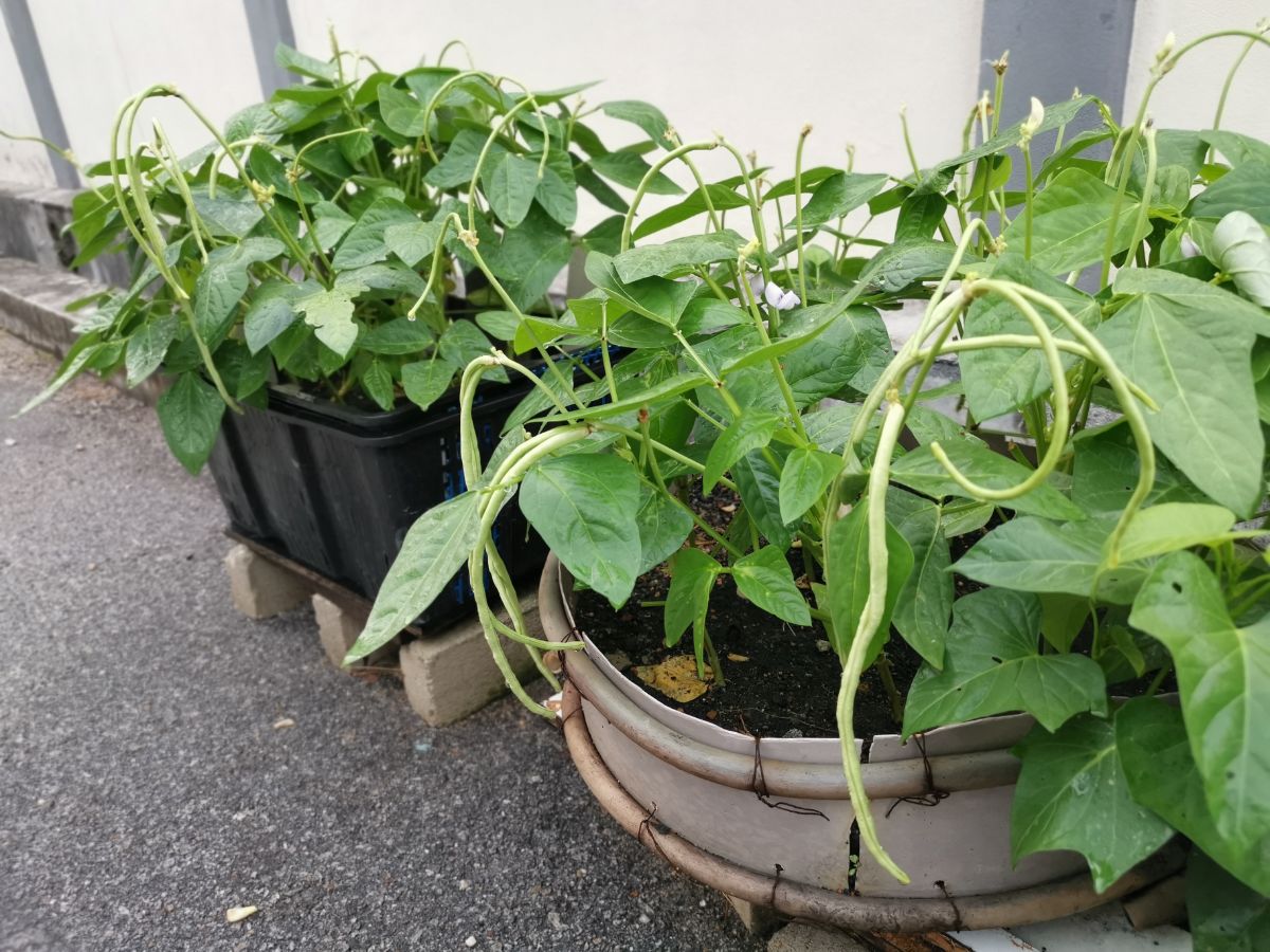 green beans growing in a container garden