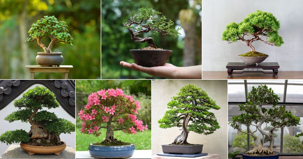 10 Best Beginner Plants to Grow for Bonsai - Gardening