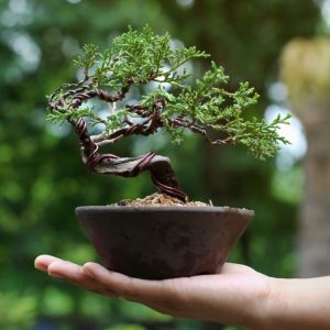 A bonsai tree in a pot on the palm of the hand.