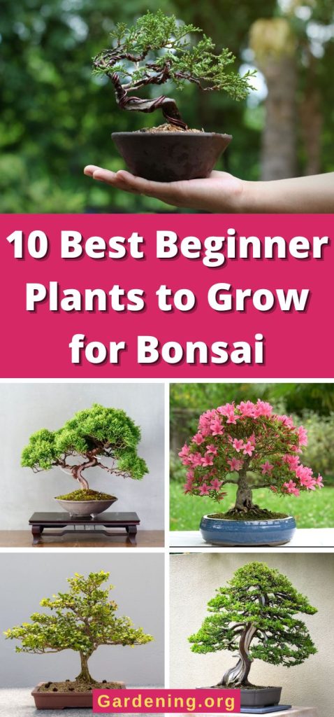 10 Best Beginner Plants to Grow for Bonsai pinterest image.