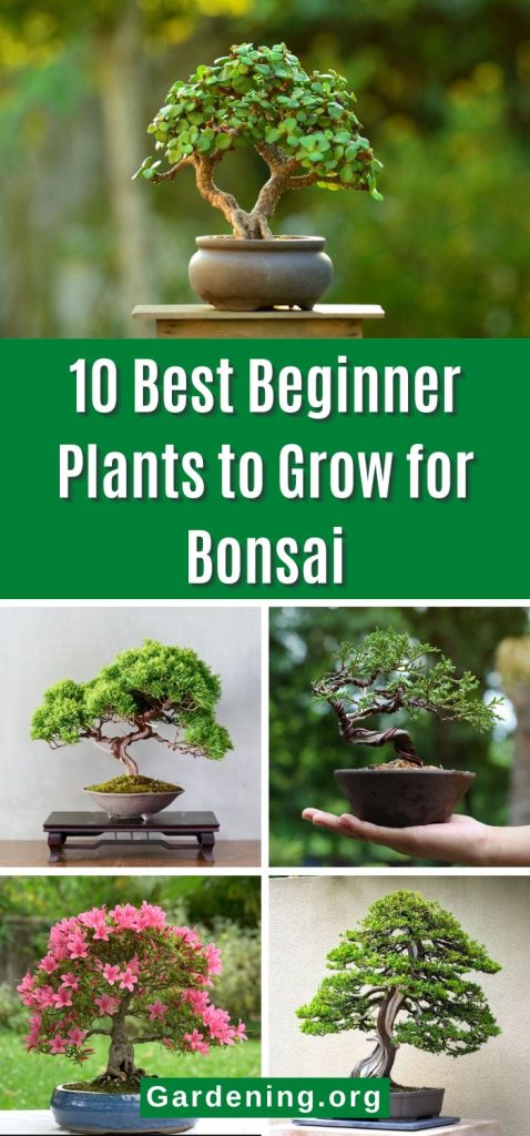 10 Best Beginner Plants to Grow for Bonsai pinterest image.