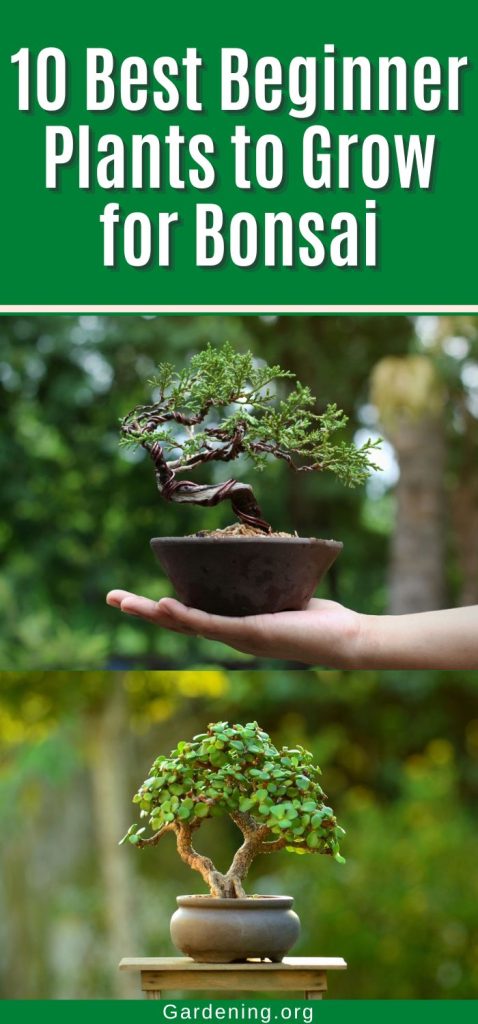 10 Best Beginner Plants to Grow for Bonsai pinterest image.