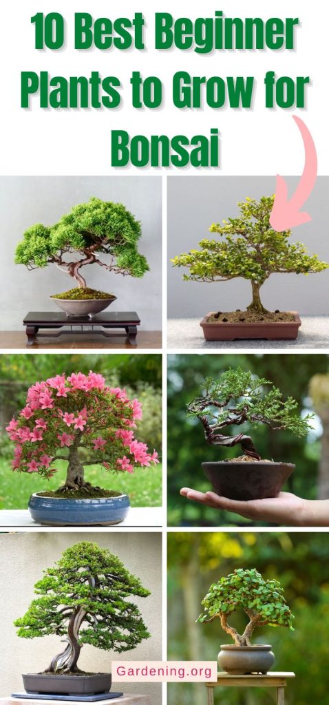 10 Best Beginner Plants to Grow for Bonsai pinterest image.