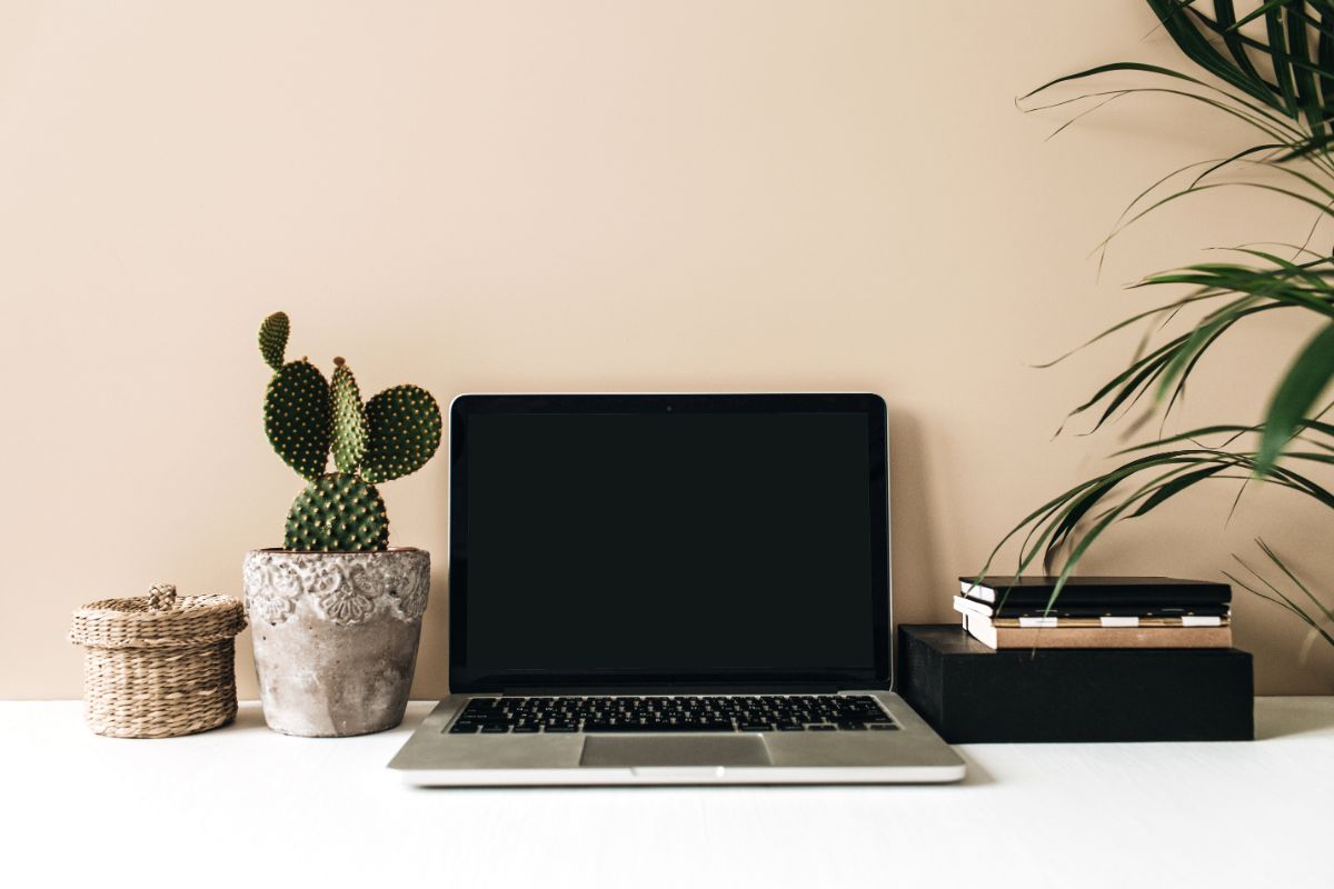 A cactus next to an open laptop