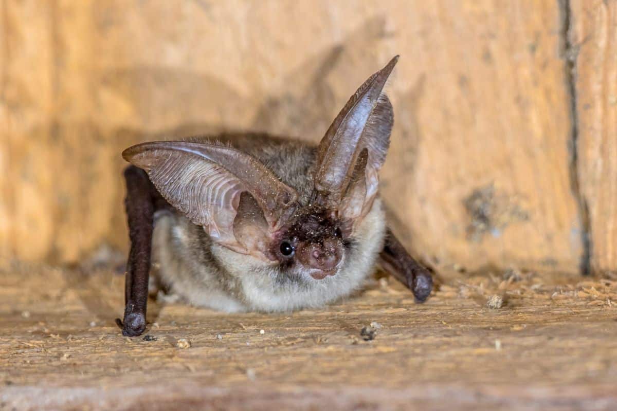 A small brown bat sits in a piece of wood