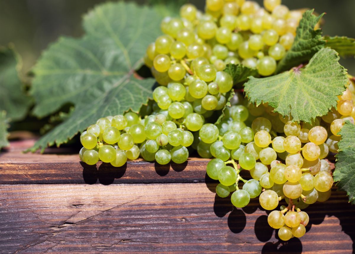 Shiny Himrod table grapes