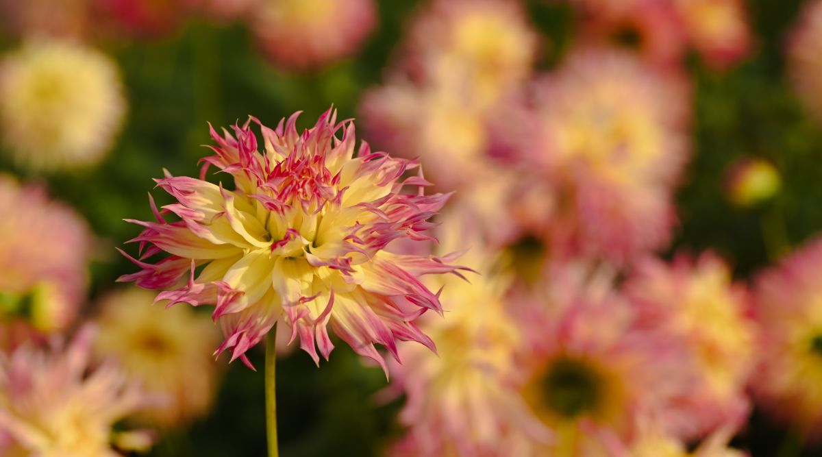 Yellow and pink laciniated dahlia
