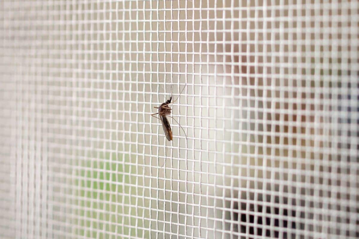 A mosquito landing on a porch screen