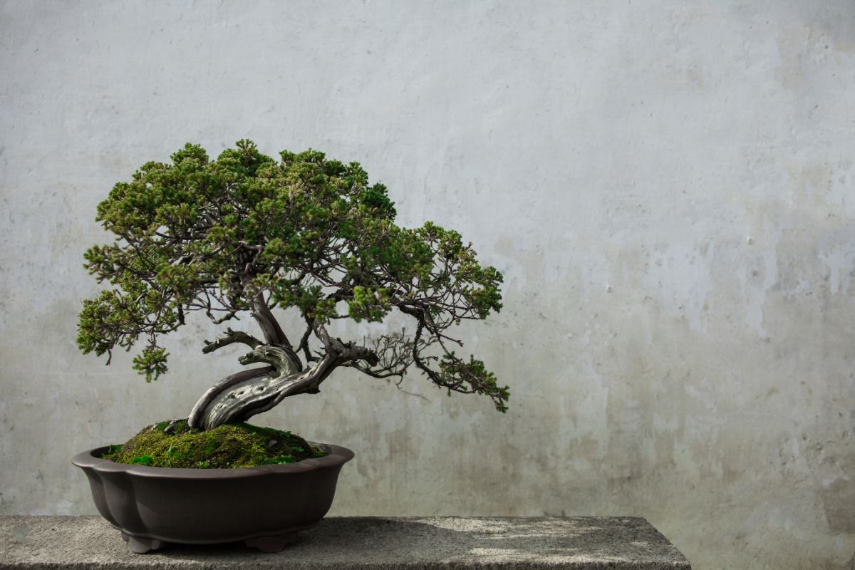 A pine bonsai tree in a pot