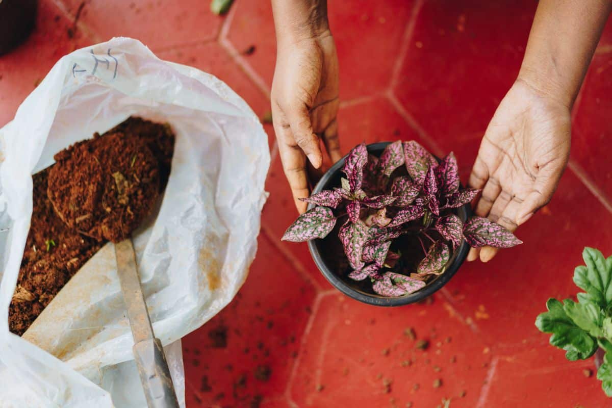 Compost for top dressing houseplants