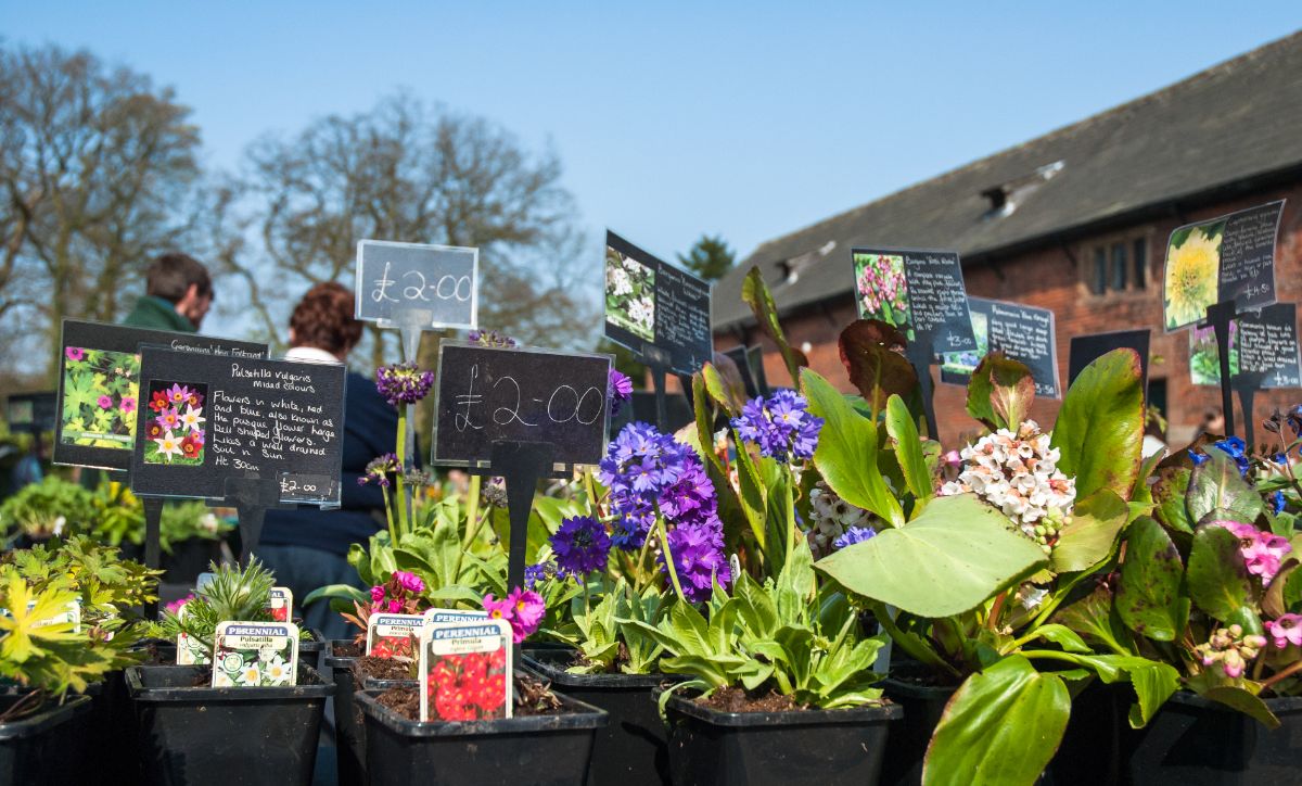 Native plants sold at a local market