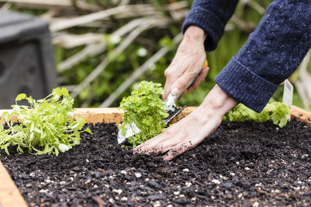 Planting a raised bed garden bed