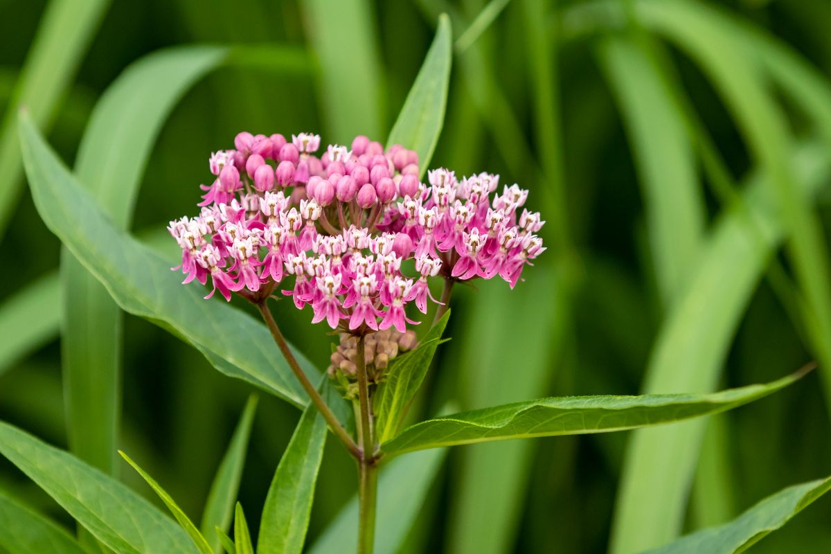 Pink flowering swamp milkweed
