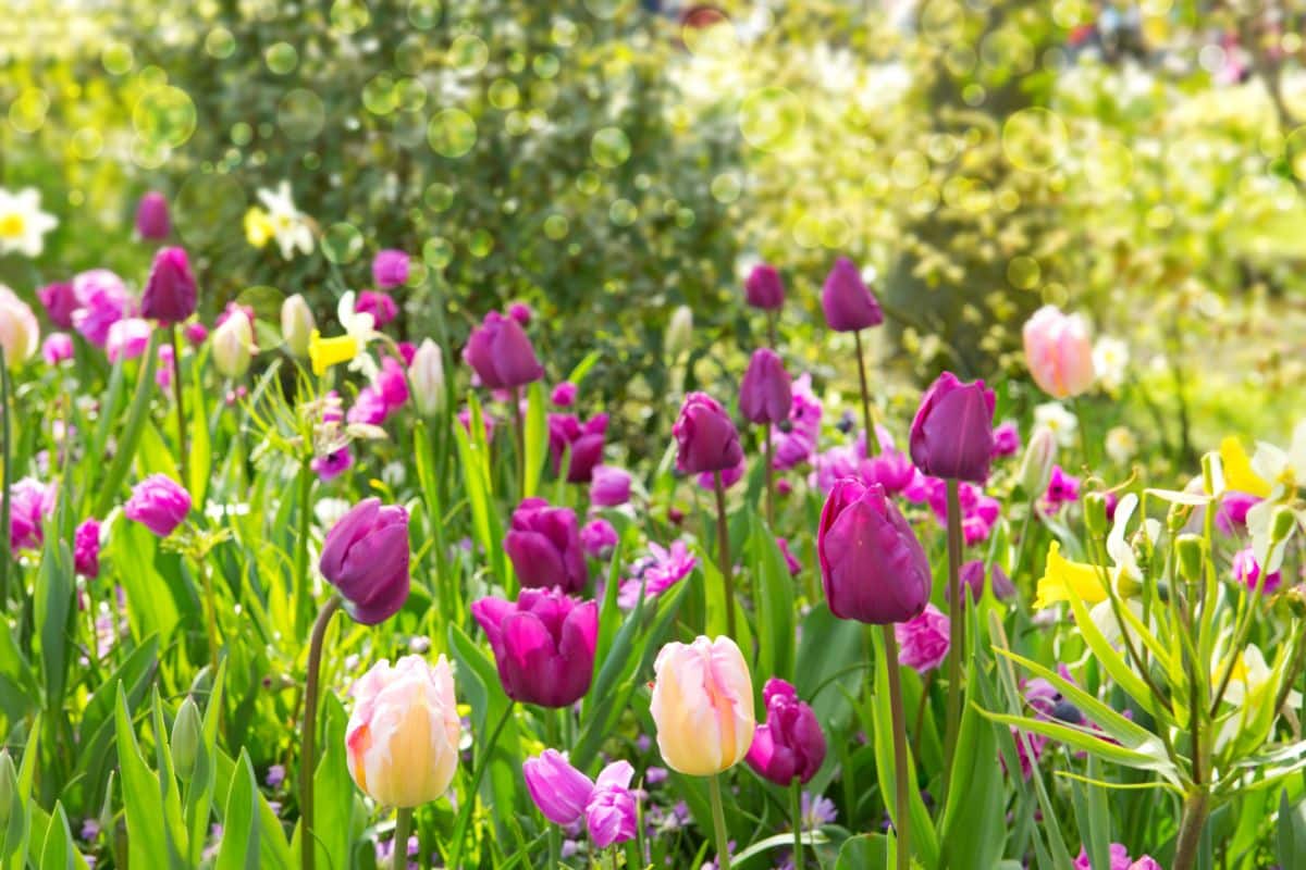 Colorful tulip flowers in spring