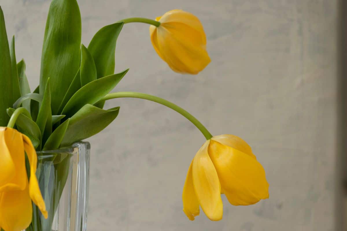 Dying yellow tulips in a vase