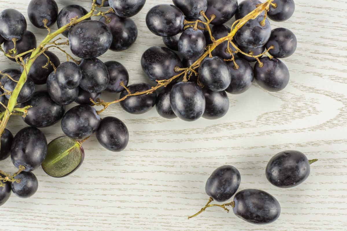 Black Autumn Royal table grapes