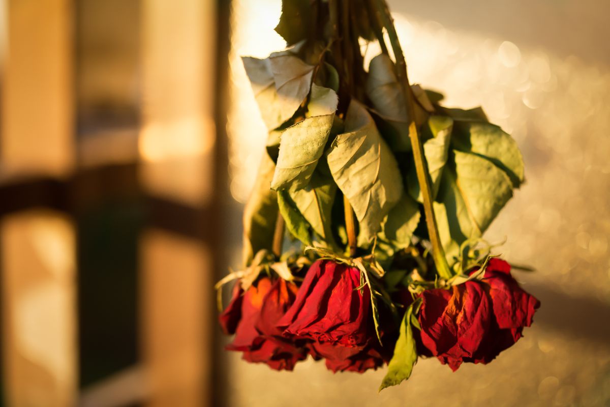 Dried roses hanging upside down