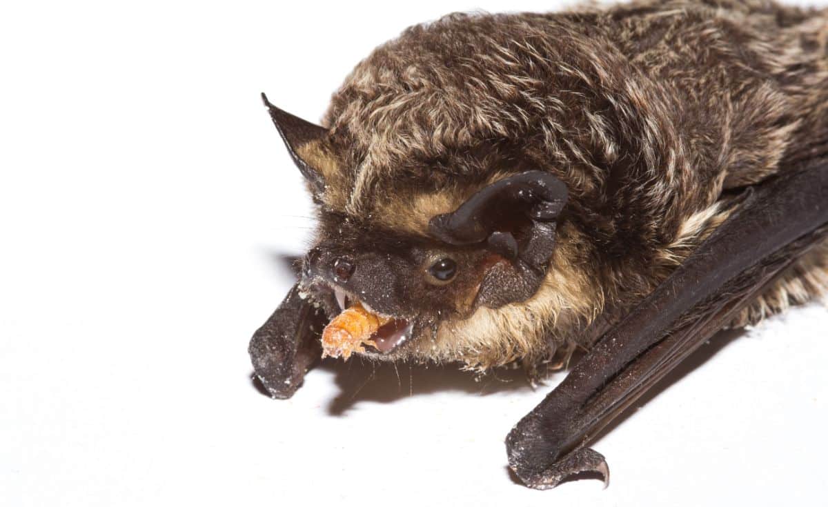 A bat chews an insect body