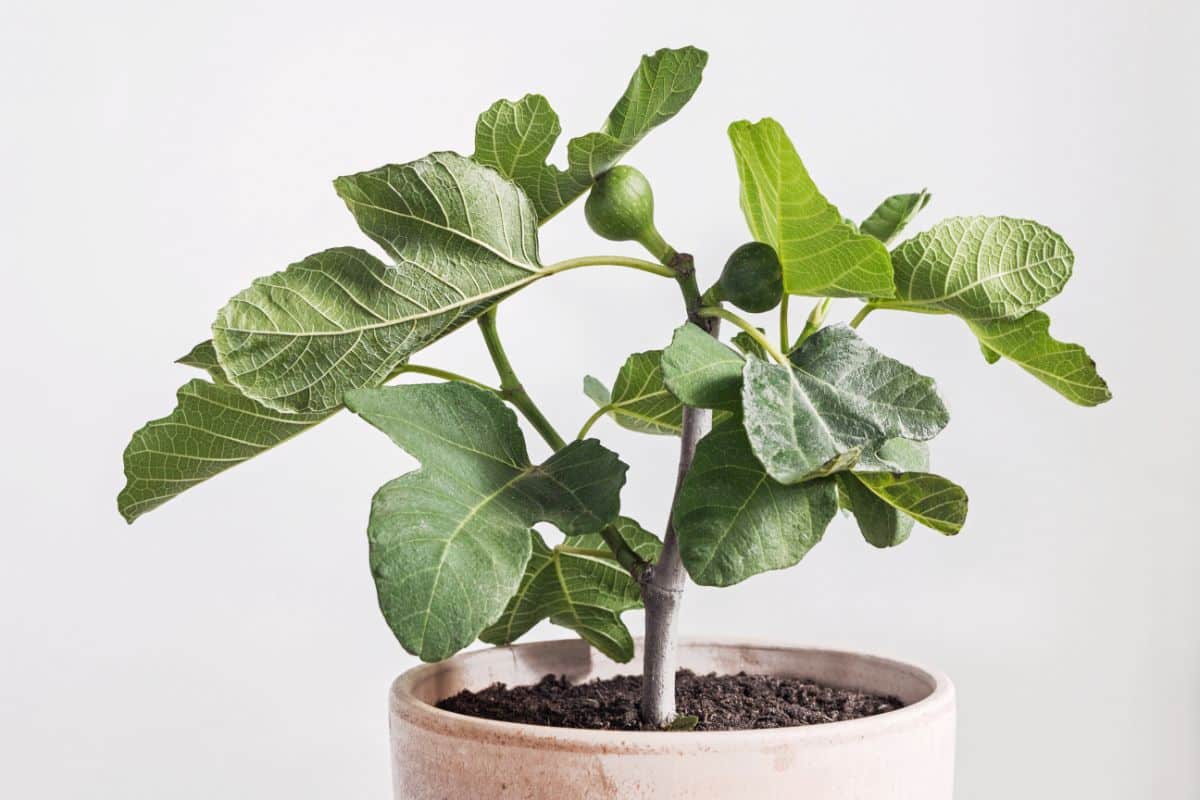 A fig tree growing in a container