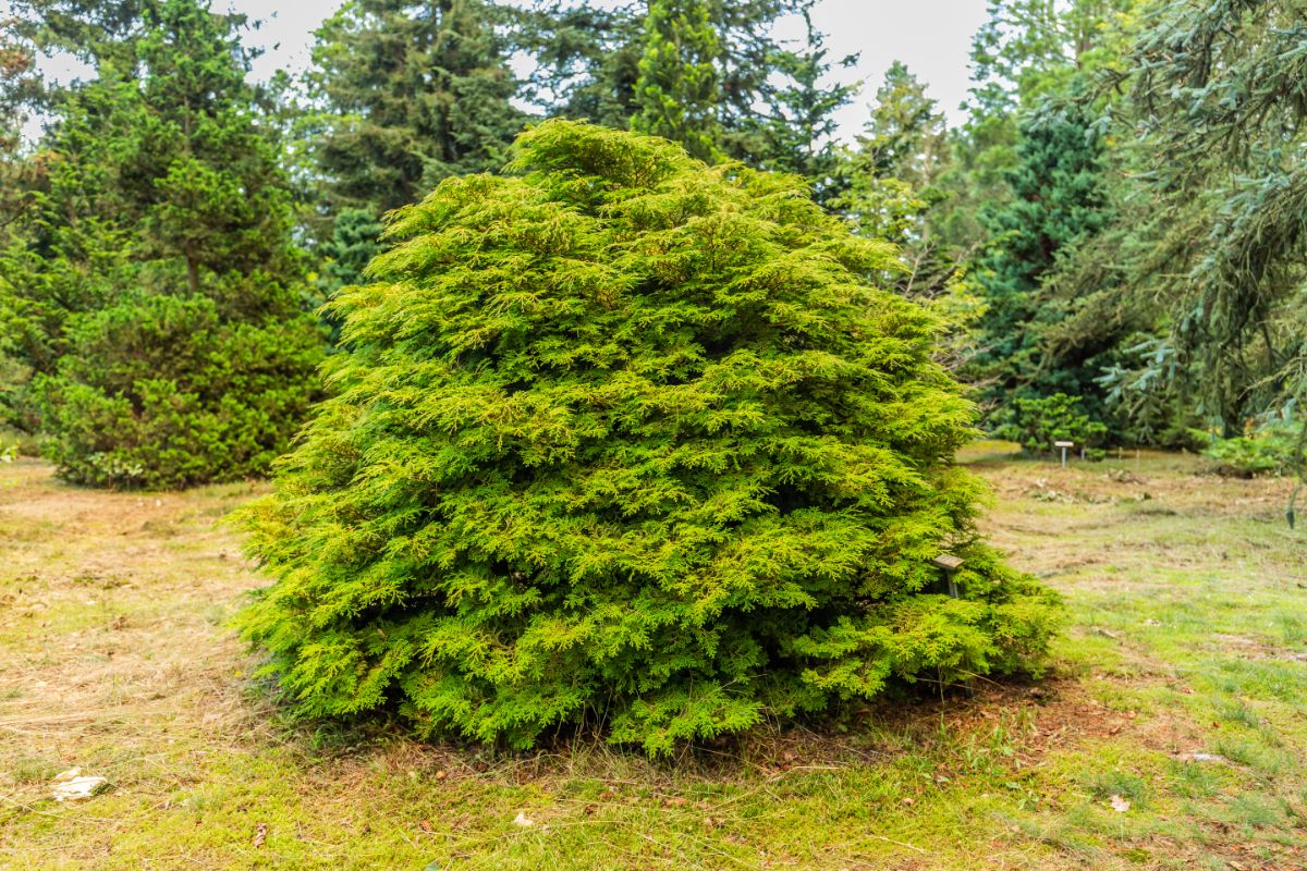A naturally growing Hinoki cypress